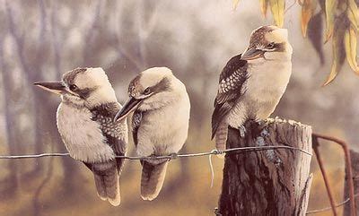 kookaburra watercolour painting | Australian wildlife, Wildlife art, Wildlife artists