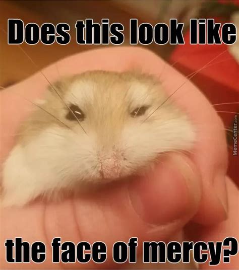 63 Hilarious Hamster Memes That Will Crack You Up | Always Pets