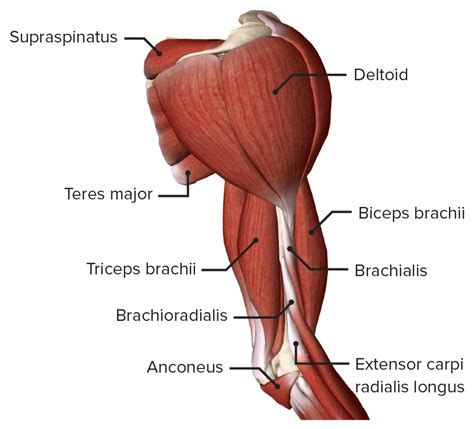 Disc Golf Anatomy Academy Part 2: Biceps and Triceps- a more important ...