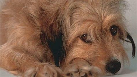 'Benji' turns 40: The top 5 highest-grossing dog movies of all time ...