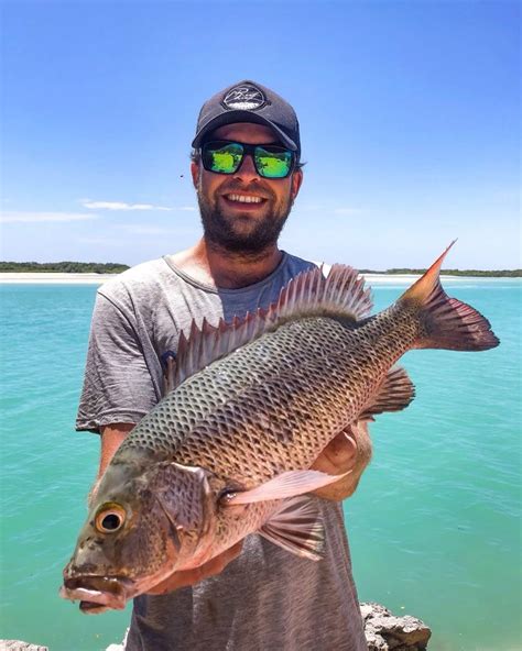 How To Catch Mangrove Jacks - Reef Chief Australia