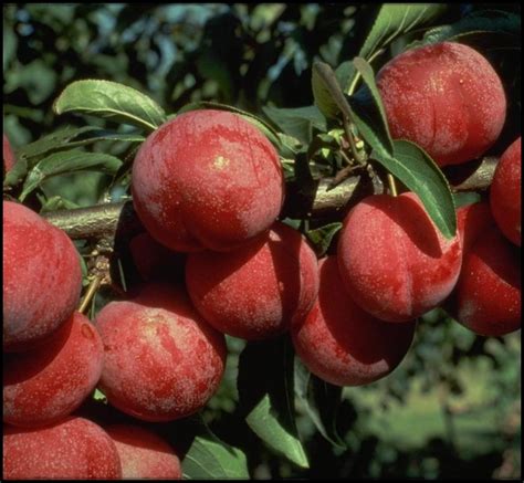 Plum Satsuma – Pioneer Nursery