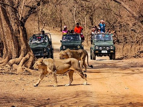 Gir National Park: Home of Asiatic Lion