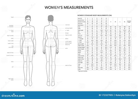 Womens Measurements Fashion Terminology Illustration for Lady Size Chart. Stock Vector ...