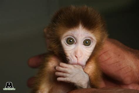 Care and Compassion For Orphaned Monkeys - Wildlife SOS