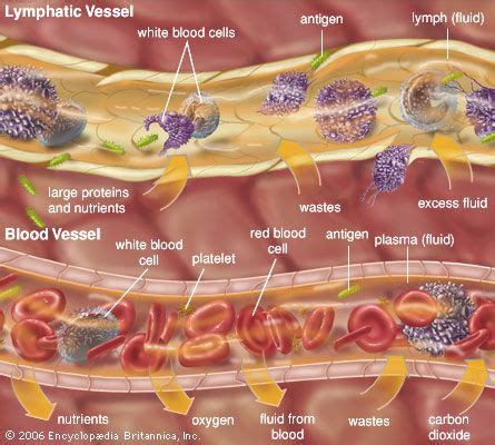 Which of the Following Is Not an Extracellular Fluid - Donavan-has-Beck