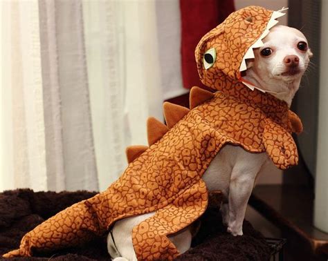 chihuahuas in costumes - Google Search | Dog halloween costumes, Chihuahua halloween costumes ...