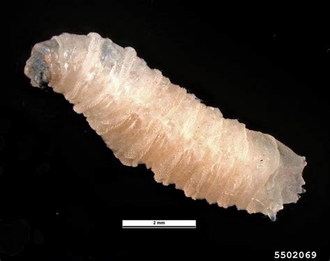 Sarcophagidae Larvae