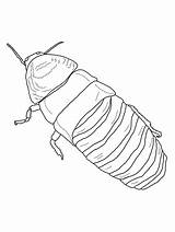 Madagascar Hissing Cockroach sketch template