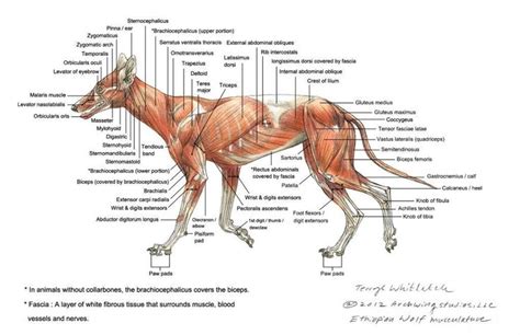 Image result for fox muscle anatomy #MuscleAnatomy | Anatomi, Eventyr, Dyr