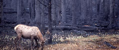 Welfare biology work on how fires harm wild animals and what to do about it