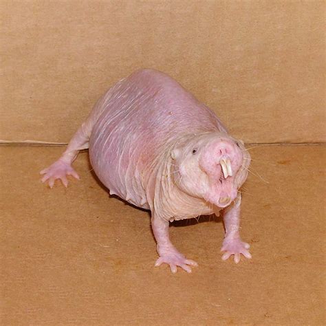 Photos of the 21 Ugliest Animals 📸 + How To Protect Them