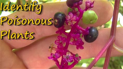 Poisonous Plants Identification - Pt. 1 - YouTube