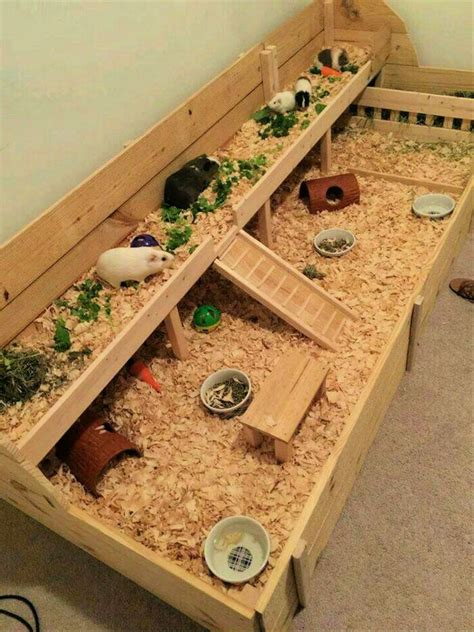 How To Clean The Guinea Pig Cage at allisonsunderwood blog