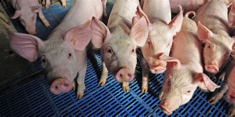 An Introduction to the National Swine Farm-Level Biosecurity Standard - Farmed Animal ...