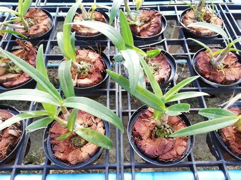 How to Propagate Orchids: Complete Guide - Brilliant Orchids