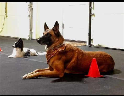 Competition Obedience in Lancaster, NY | Premier Dog Sports & Event Center