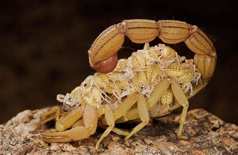 Scorpion Mother Carrying Her Brood Photograph by Ingo Arndt