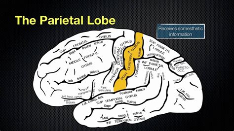 066 The Anatomy and Function of the Parietal Lobe Note: Wernicke's is traditionally part of the ...