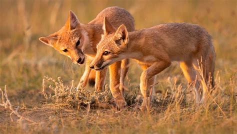 Fun Swift Fox Facts For Kids | Kidadl