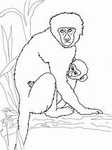 Free Printable Monkey Coloring Pages For Kids sketch template