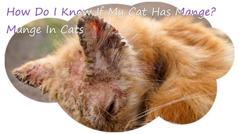 11 Most Common Cat Skin Problems Scabs Allergies - Kotikmeow