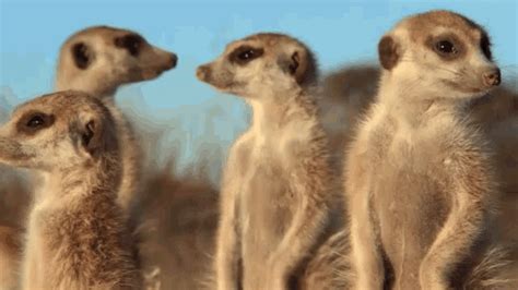 Meerkats Peep GIF - Meerkats Peep Yes - Discover & Share GIFs