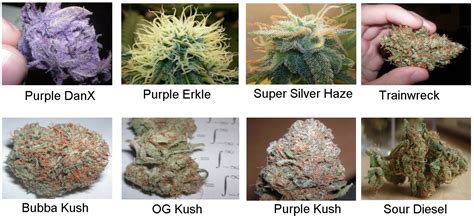 What's Medical Marijuana: Medical Marijuana Strains