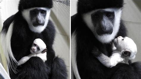 Zoo Welcomes Snow White Baby Monkey Without Thumbs As First Newborn In ...