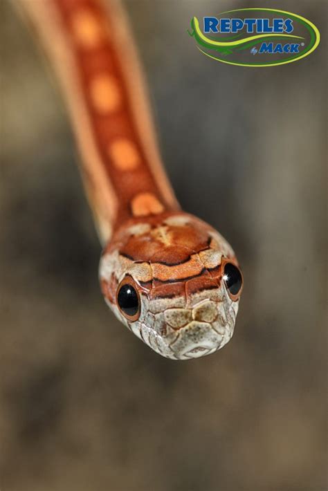 Corn Snake Care Sheet – Reptiles by Mack