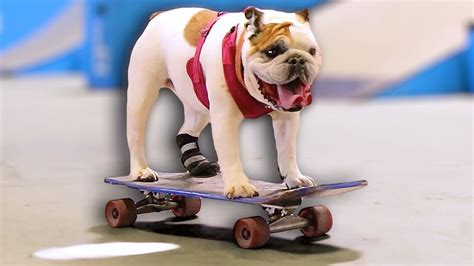 WORLD'S CUTEST SKATEBOARDING DOG! - YouTube