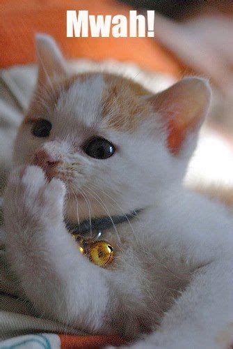 Blowing you a kiss! | Love Kitties(: | Pinterest