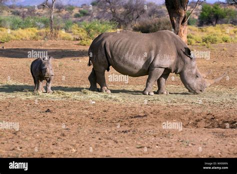 White Rhinoceros with Baby Stock Photo - Alamy