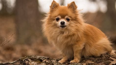 Pomchi Mixed Dog Breed Pictures, Characteristics, & Facts