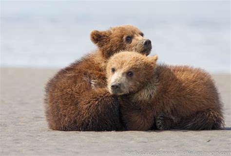 Brown Bear Cubs | Lake Clark National Park, Alaska | Photos by Ron ...