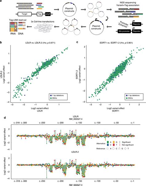 Saturation mutagenesis MPRA of disease-associated regulatory elements.... | Download Scientific ...