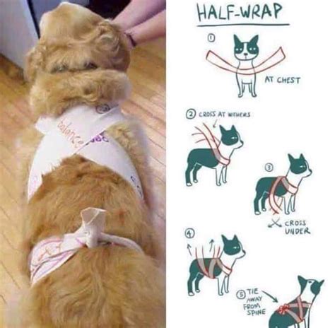 DIY Thundershirt: How to Make Your Own Canine Anxiety Wrap