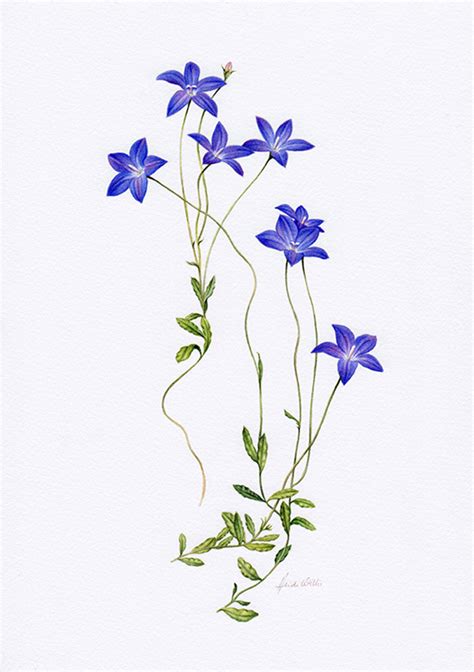 Wahlenbergia Botanical Illustration ~ Australian Geographic Magazine ...