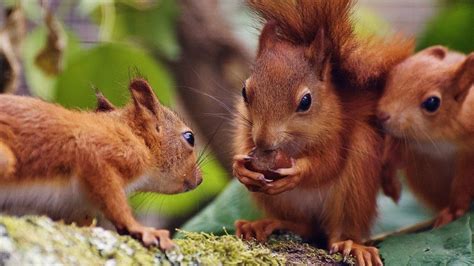 First baby red squirrels born at Wiltshire safari park - BBC News