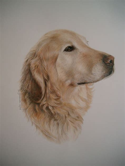 Golden Retriever Pencil drawing - Personalized Golden Retriever Art ...