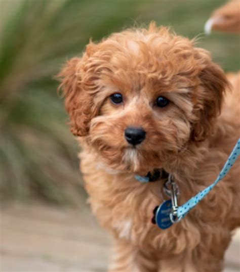 Mini Goldendoodle Breeders In Michigan - Full List - Lover Doodles