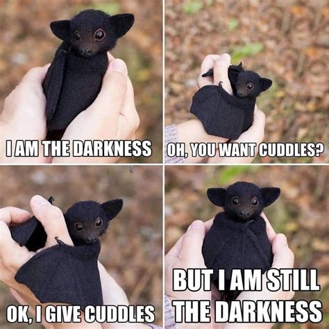 baby bat - Dam The Darkness Om You Want Cuddles? But I Am Still Ok, I ...