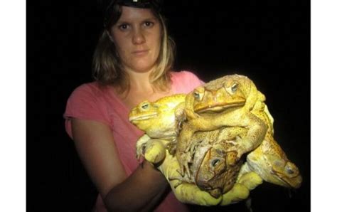 The rapid spread of Australia's cane toad pests - BBC News