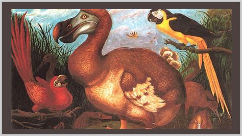 Why The Dodo Went Extinct