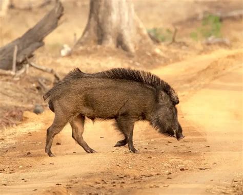 Dzik euroazjatycki - Fakty, dieta, siedlisko i zdjęcia na Animalia.bio