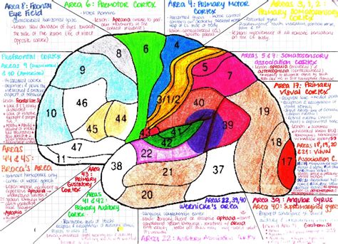 My Notes for USMLE — BRODMANN AREAS