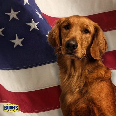 Proud to be American! Duke (you might know him as the BUSH’S® Beans dog) pledges his allegiance ...