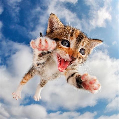 Pounce, A Photo Book of Cats and Kittens Playfully Jumping Into the Air While Stalking Their Prey