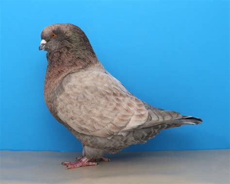 Breeds and Types of Pigeons: From Rollers to Racers - Backyard Poultry ...