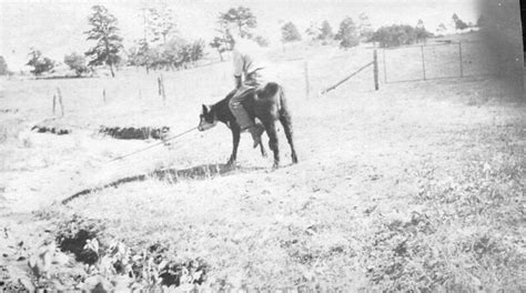 Man riding cow | Title: Man riding cow Call Number: 1993.005… | Flickr